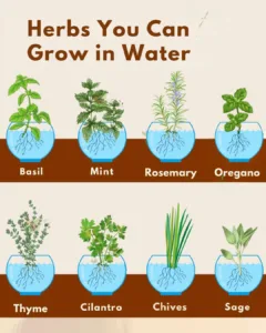 Fresh Herbs