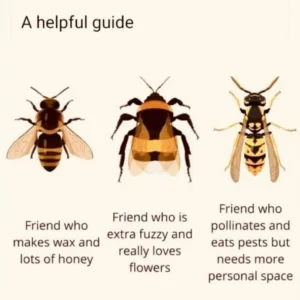 Bee, Wasp, Bumblebee, or Hornet? Find Out Now!