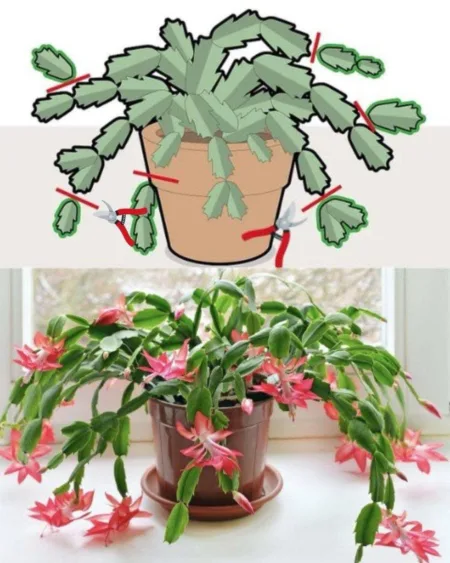Prune Christmas Cactus