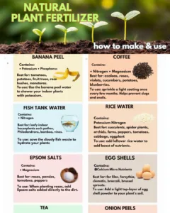 Natural Plant Fertilizers