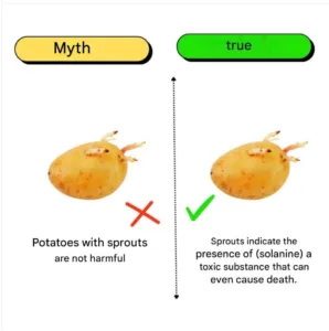 sprouted potatoes
