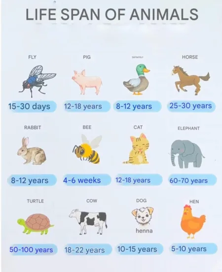 Lifespans of Animals